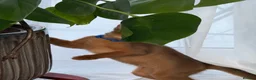 Abyssinian cats for sale:     Gorgeous kittens from champion parents 😽 - Advert 2