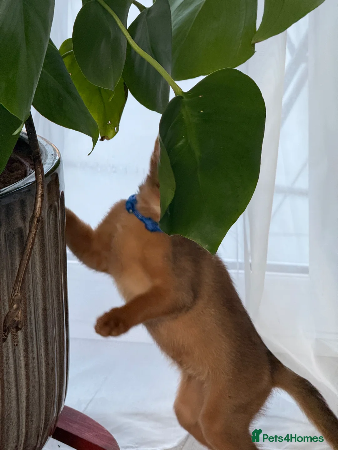 Abyssinian cats for sale:     Gorgeous kittens from champion parents 😽 - Advert 2