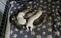 Siberian Husky dogs for sale: Siberian huskys puppys - Image 11