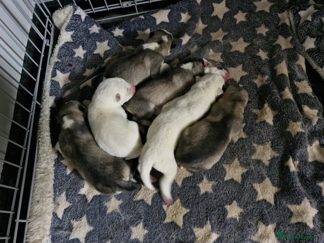 Siberian Husky dogs for sale: Siberian huskys puppys - Image 11