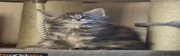 Maine Coon cats for sale: Maine coon kittens Ready Now - Advert 7