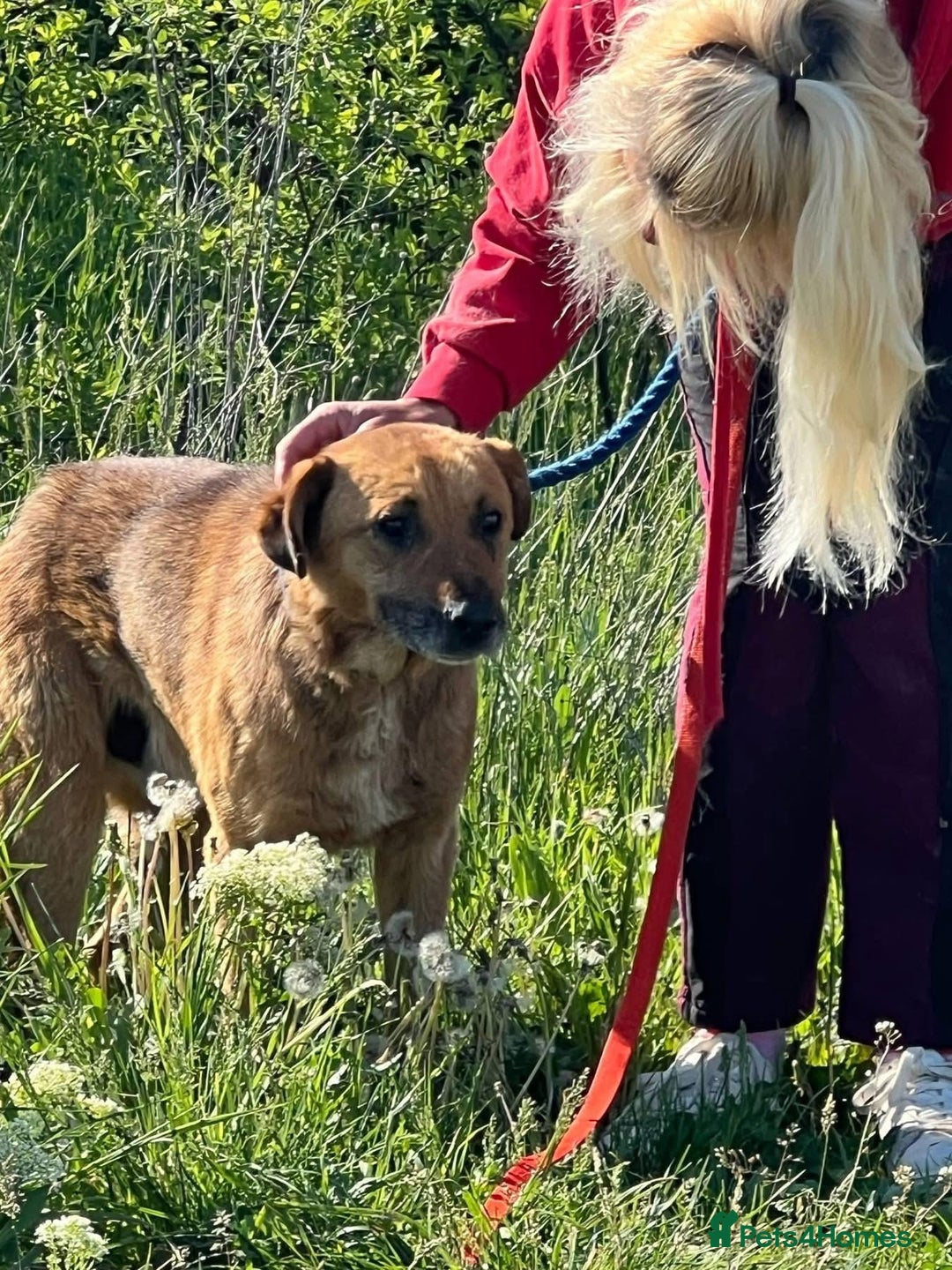 Mixed Breed dogs for adoption: Cyril - Fakenham Norfolk  - Advert 7