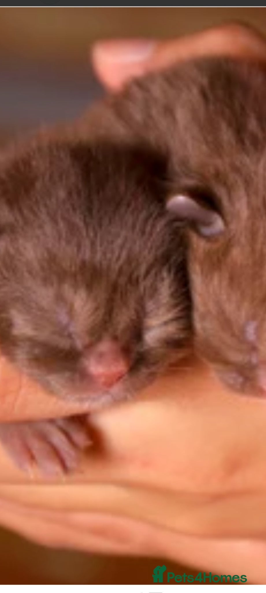 British Shorthair cats British shorthair  - Advert 8