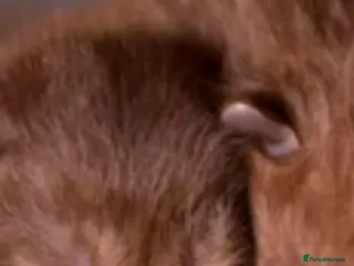 British Shorthair cats British shorthair - Advert 8