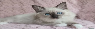 Female mitted blue point.