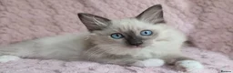 Ragdoll cats for sale: Stunning Female Ragdoll Ready Now. - Advert 4
