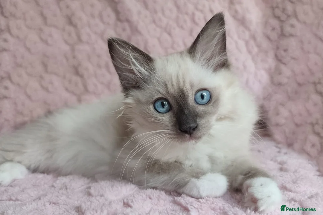 Ragdoll cats for sale: Stunning Female Ragdoll Ready Now. - Advert 4