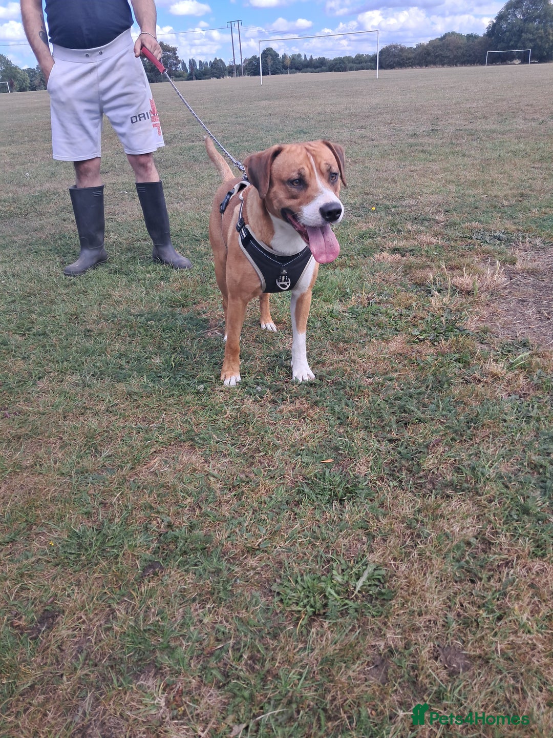 Mixed Breed dogs for sale: Bruno - Advert 1