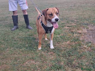 Mixed Breed dogs Bruno - Advert 20