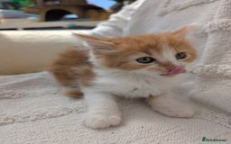 Mixed Breed cats for sale: Farm kittens  - Image 2