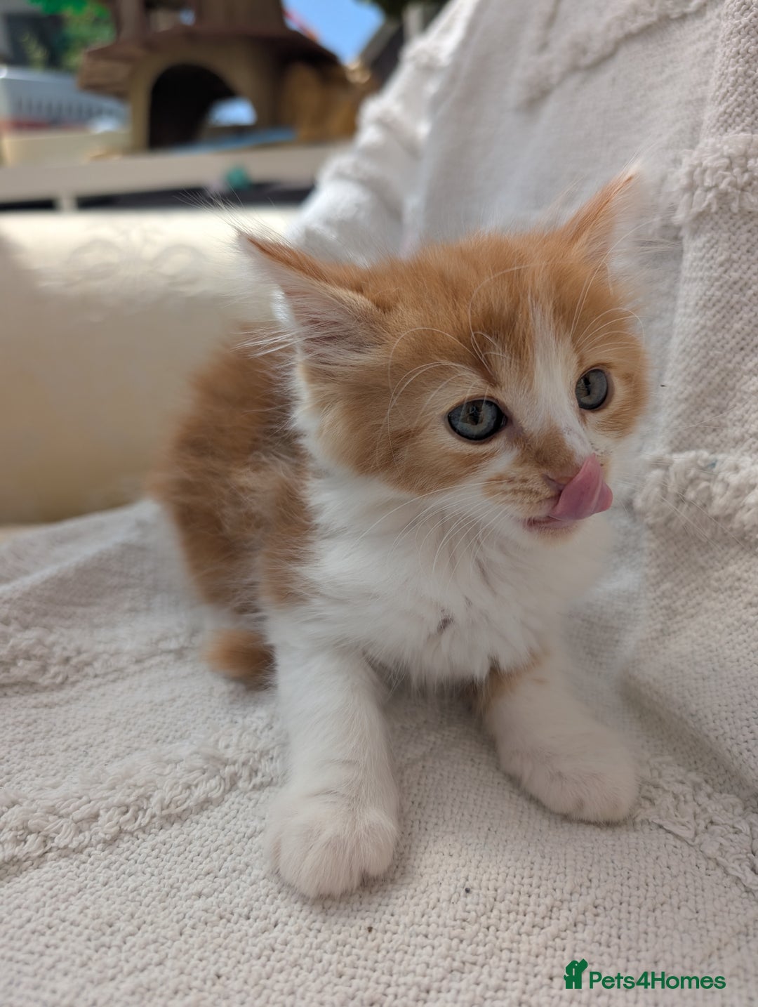 Mixed Breed cats for sale: Farm kittens  - Image 2