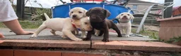 Labrador Retriever dogs for sale: ✨beautiful chunky pedigree Labradors✨ - Advert 3