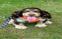 Cocker Spaniel dogs for sale: Outstanding show cocker pups - Image 24
