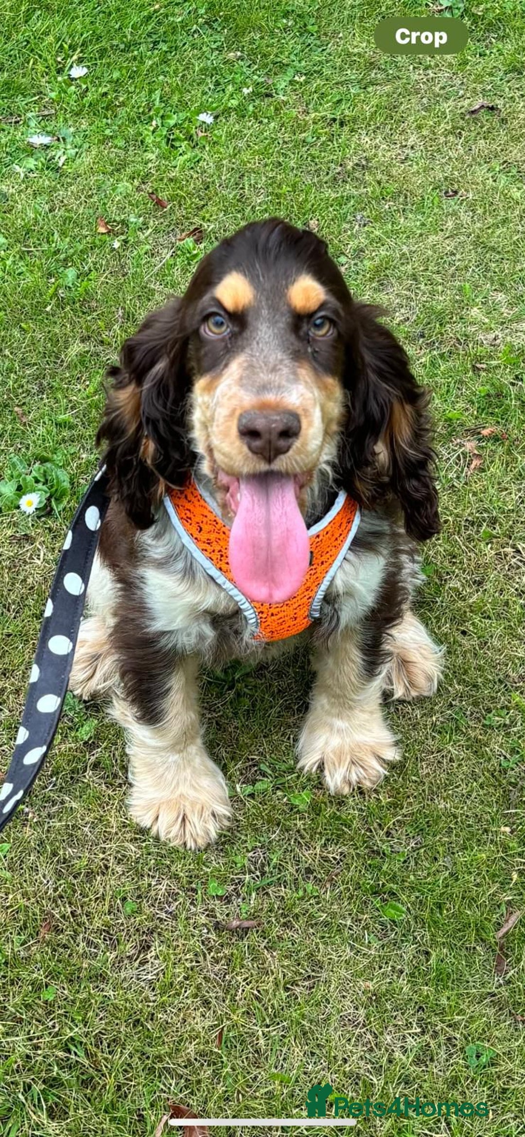 Cocker Spaniel dogs for sale: Outstanding show cocker pups - Image 24