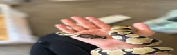 Python Snake reptiles for sale: Royal pythons  - Advert 15