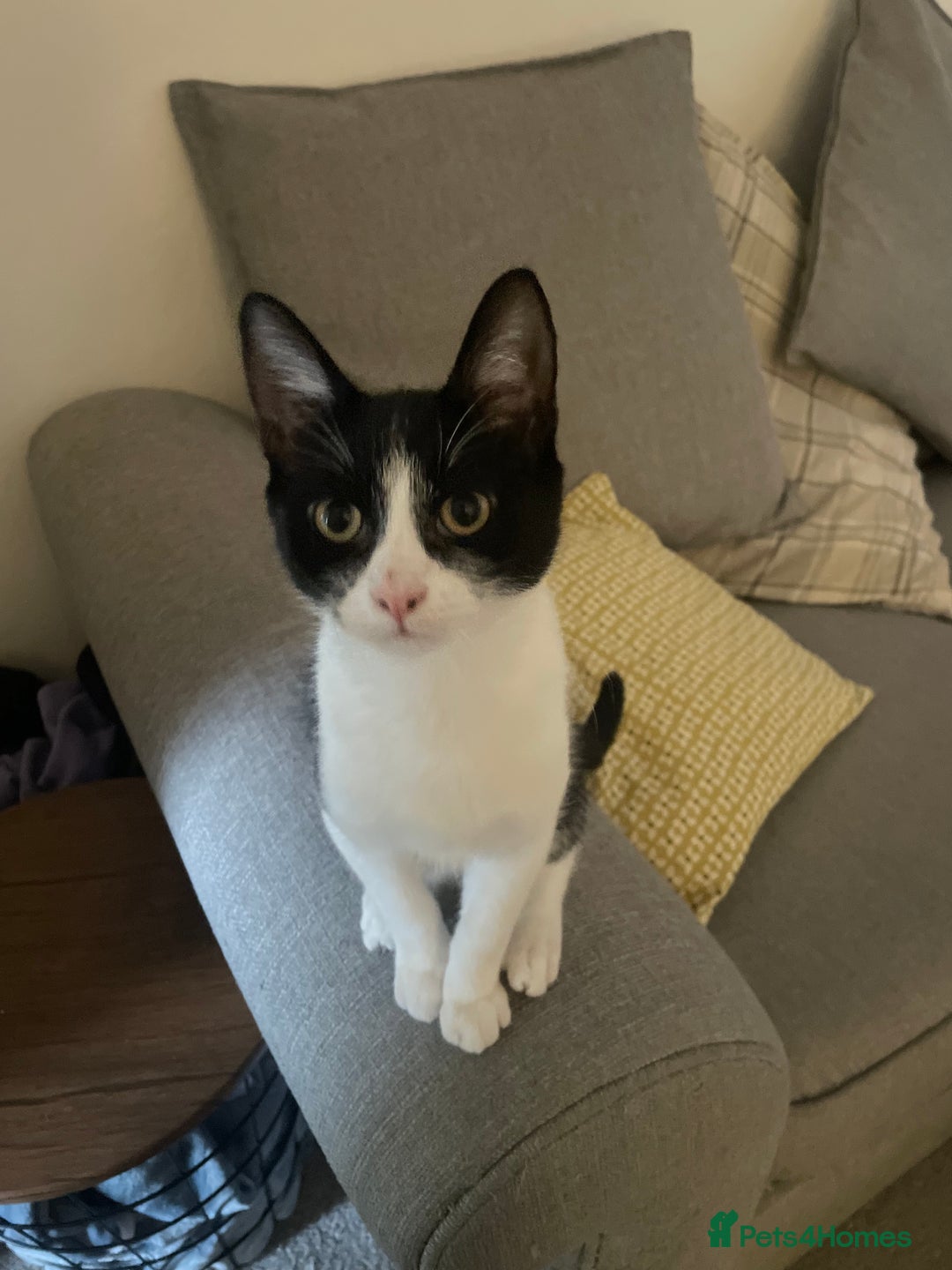 British Shorthair cats for sale: Timothy - Advert 3