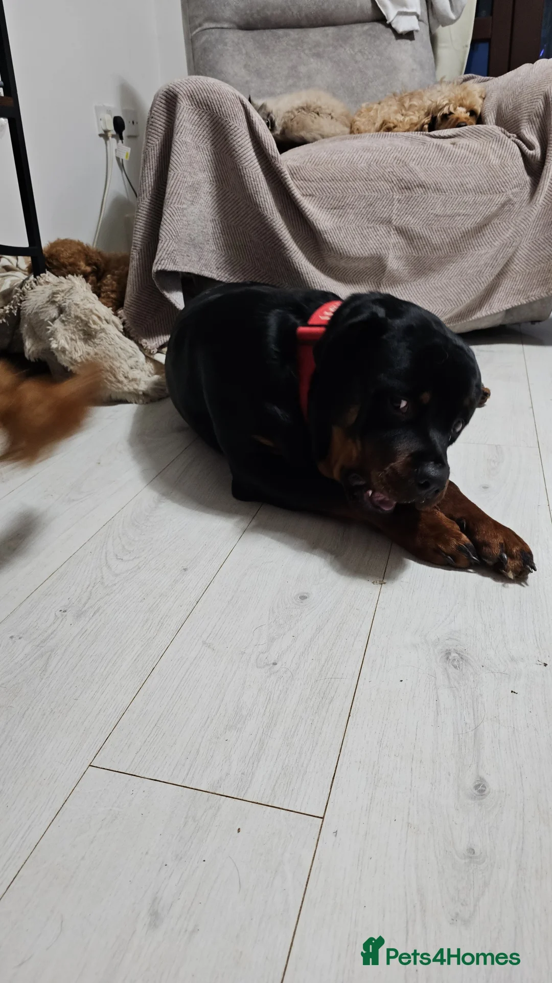 Rottweiler dogs for sale: Superb European Rottweiler  - Advert 7