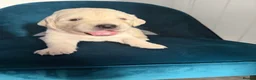 Golden Retriever dogs for sale: Beautiful KC Registered Golden retriever puppies - Advert 9