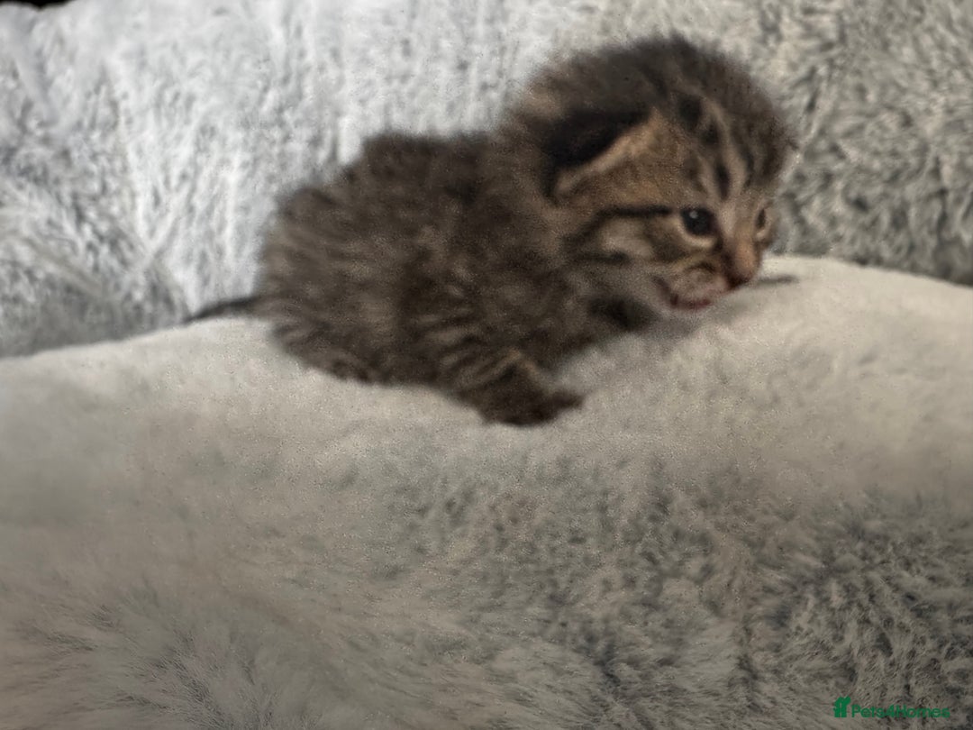 Maine Coon cats for sale: 2 beautiful kittens bengal x main coon - Image 3