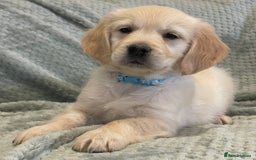 Golden Retriever dogs for sale: Quality Litter Of KC Reg Golden Retriever Puppies  - Image 20