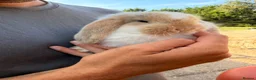 French Lop rabbits for sale: 2 Beautiful French Lop Baby Bunnies 🐰 - Advert 3