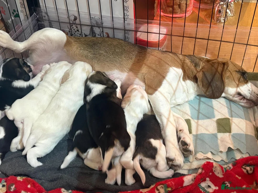 Beagle dogs for sale: Beagle Puppies for sale - Advert 5