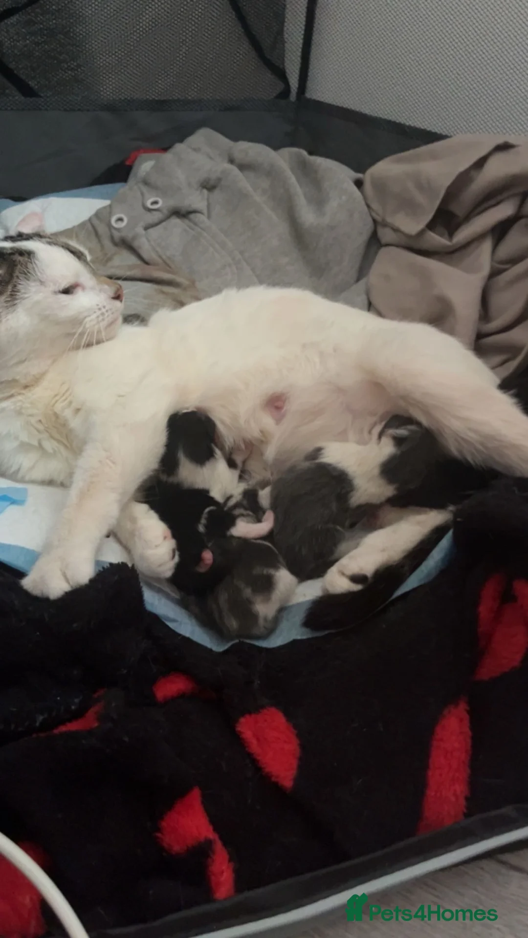 Mixed Breed cats for sale: 3 kittens ready for adoption  in Stroud - Advert 8
