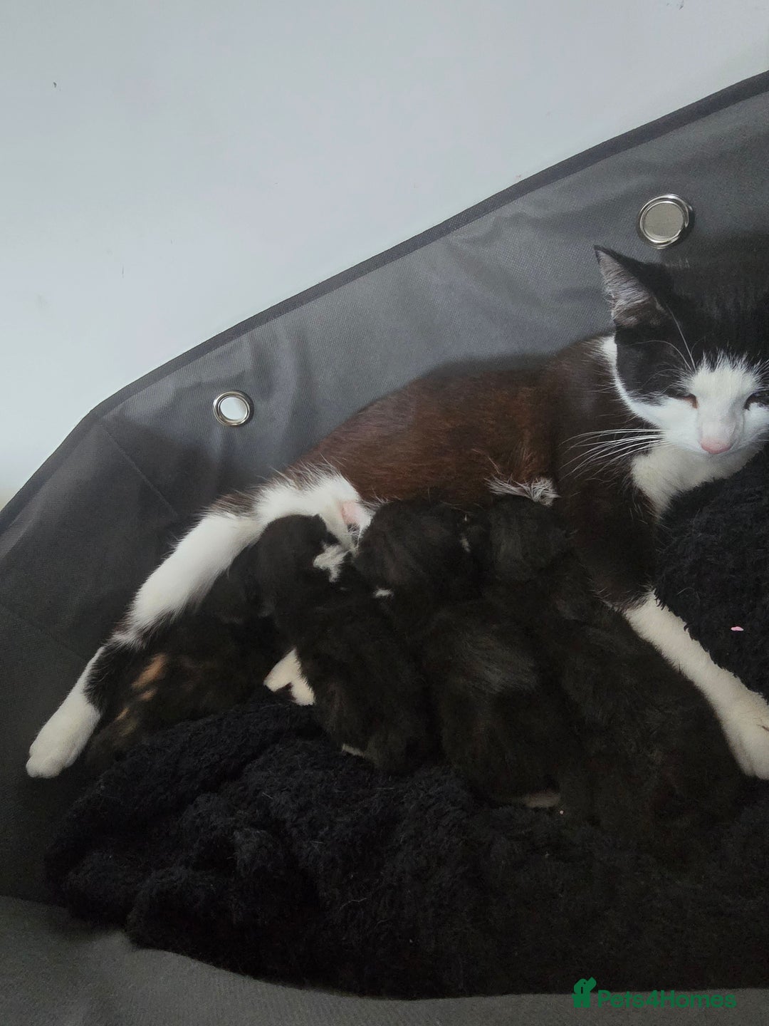 British Shorthair cats for sale: Black fluffy male kitten - Image 4