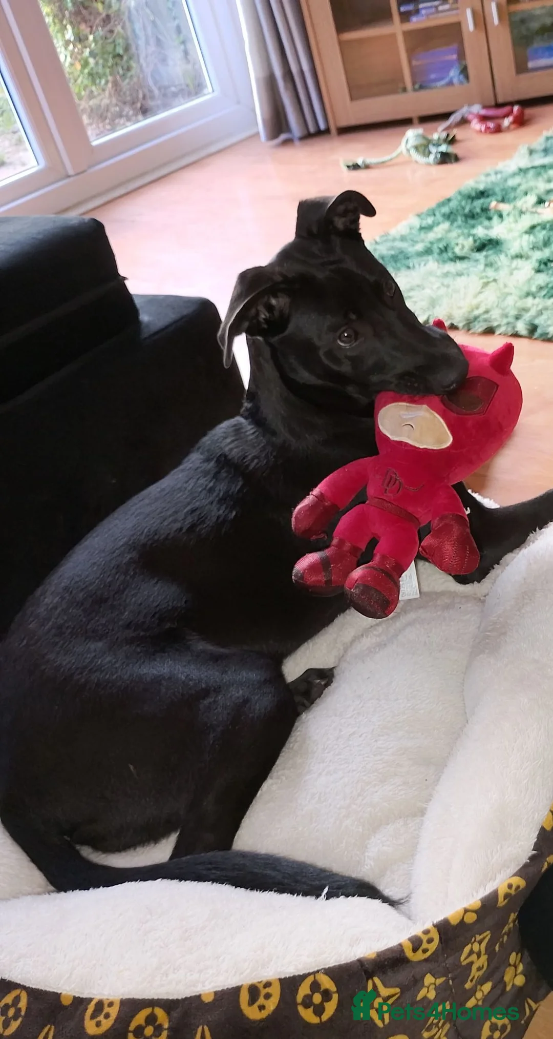 Mixed Breed dogs for adoption: 6 month old Mallinois cross puppy. - Advert 2