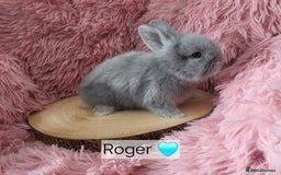 Lionhead rabbits for sale: Lionhead bunnies  - Image 2