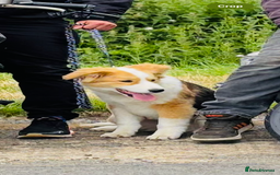 Mixed Breed dogs for sale: Male dog for sale  - Image 2