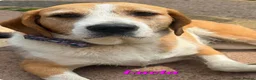 Mixed Breed dogs for adoption: LUCIA - ALL HEART ❤️ CUDDLES & FUN in Derby - Advert 15
