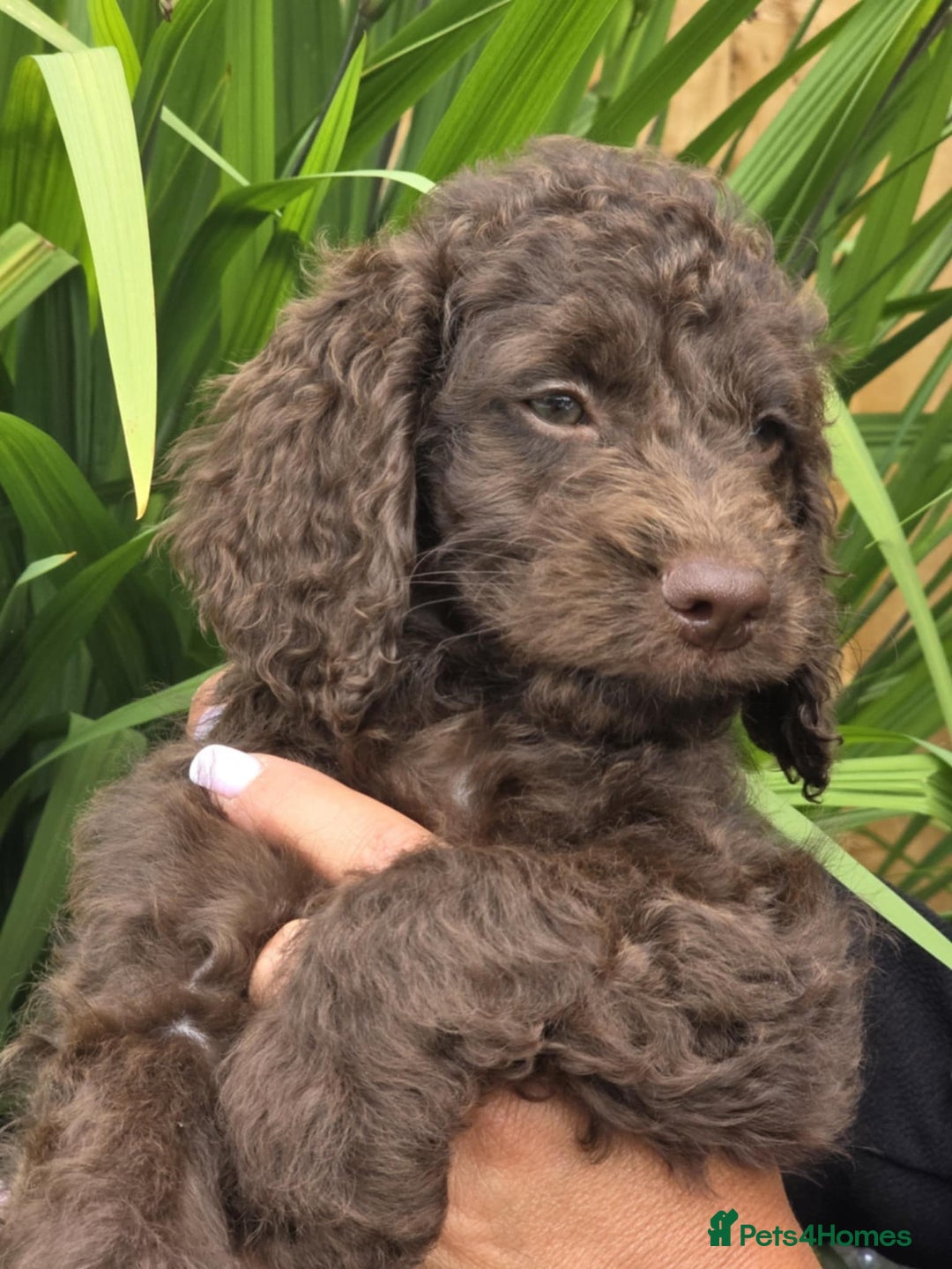 Sproodle dogs for sale: Gorgeous Chocolate Sproodle Puppies - Image 10
