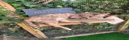 Bengal cats for sale: Retired Bengals - Various - Advert 1