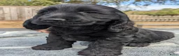 Cocker Spaniel dogs for sale: Solid Black Extensively Health Tested Show Pups!  in Lincoln - Advert 3