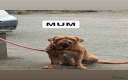 Dogue De Bordeaux dogs for sale: 🐾Dogue de Bordeaux Puppies Champion Bloodlines  - Image 7