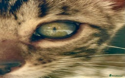 Bengal cats for sale: Stunning Glittered Pedigree Bengal Female TICA reg - Image 7