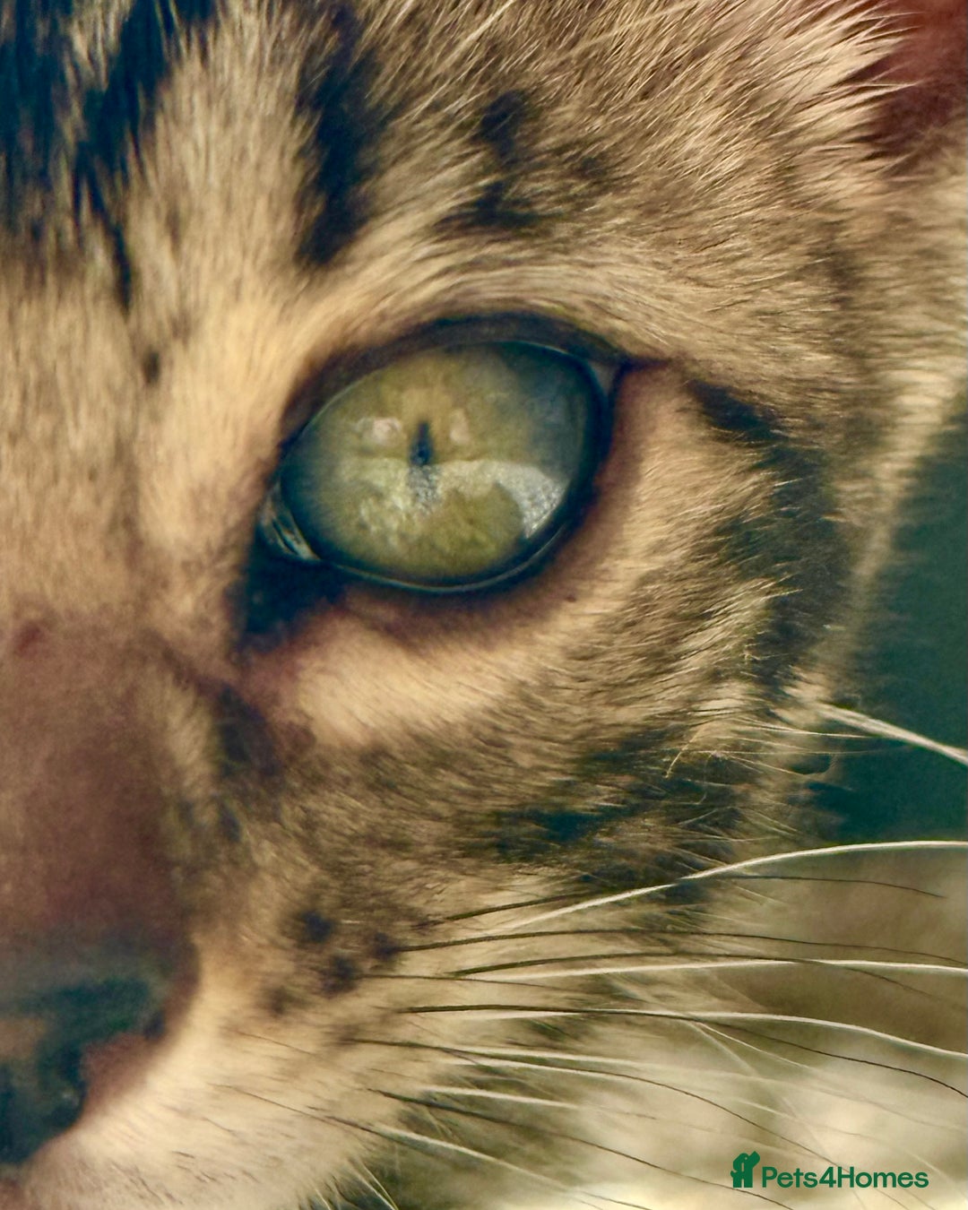Bengal cats for sale: Stunning Glittered Pedigree Bengal Female TICA reg - Image 7