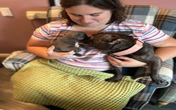 French Bulldog dogs for sale: Last One - KC French Bulldog Puppies - Image 8