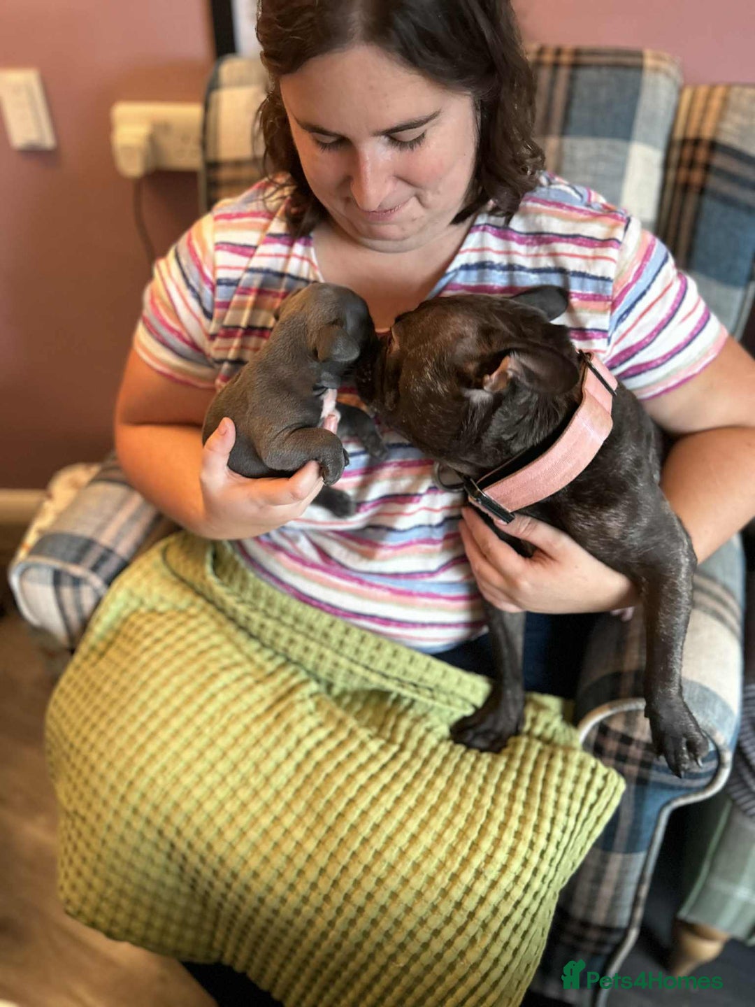 French Bulldog dogs for sale: Last One - KC French Bulldog Puppies - Image 8