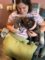 French Bulldog dogs - Advert 5