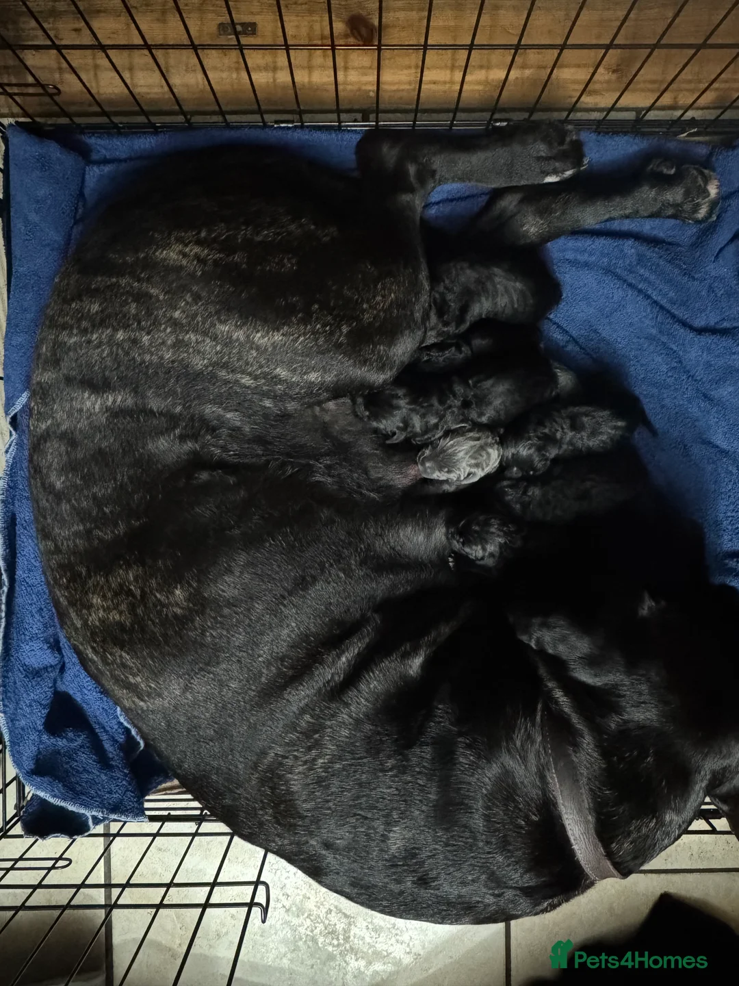 Cane Corso dogs for sale: Cane Corso Puppies - Irish Kennel Club Registered  - Advert 3