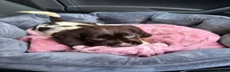 Cockapoo dogs for sale: Cockapoo in Widnes - Advert 3