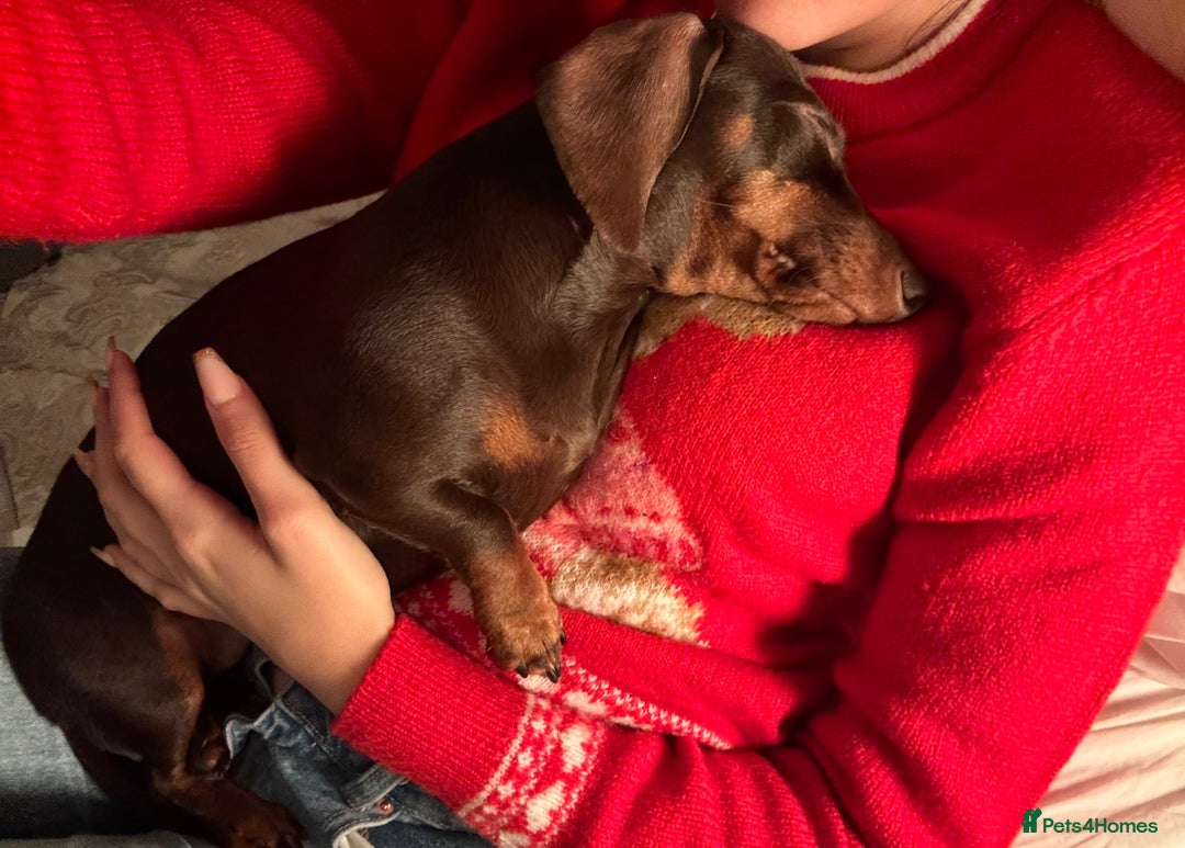 Miniature Dachshund dogs for sale: Miniature Dachshund  - Advert 3