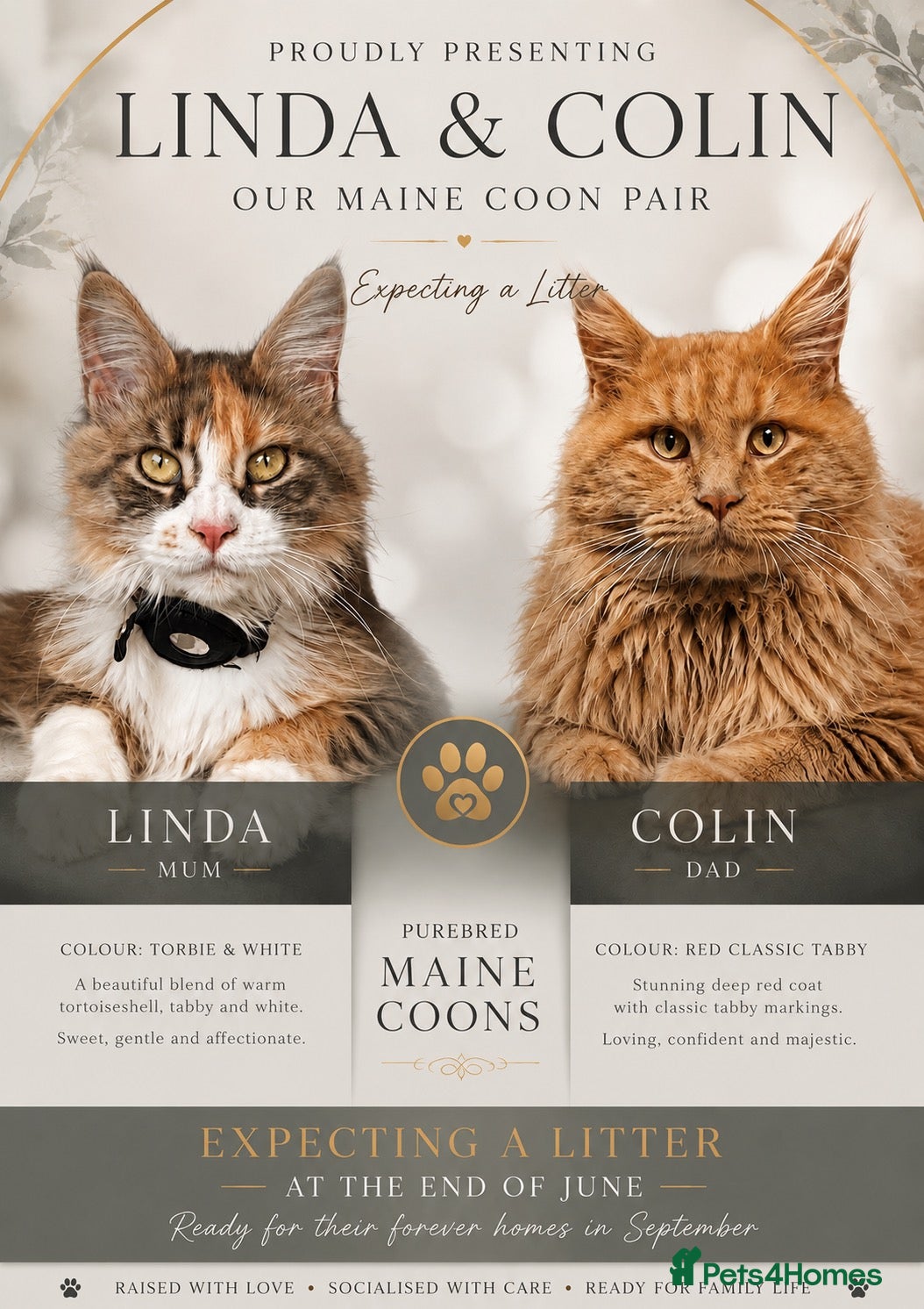 Maine Coon cats READY NOW ,TICA MALE MAINECOON - Advert 1