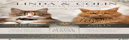 Maine Coon cats for sale: READY NOW ,TICA MALE MAINECOON - Advert 3