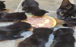 Mixed Breed cats for sale: All black kittens for sale - Image 6