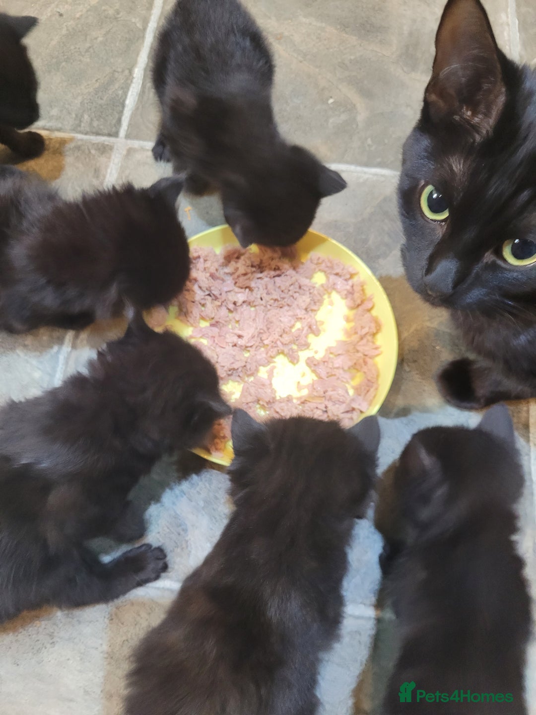 Mixed Breed cats for sale: All black kittens for sale - Image 6