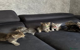 Scottish Fold cats for sale: Scottish fold/straight - Image 8