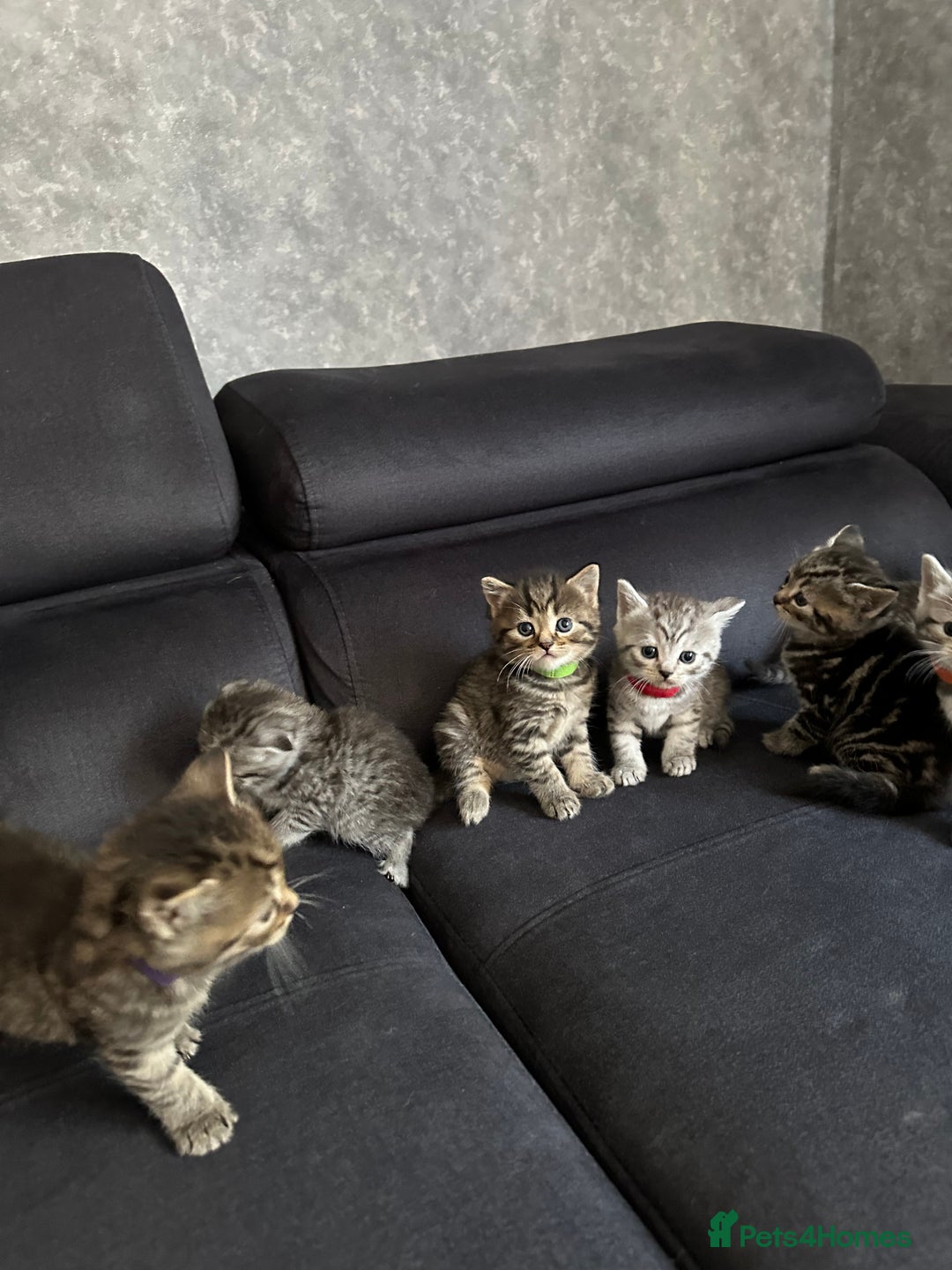 Scottish Fold cats for sale: Scottish fold/straight - Image 8